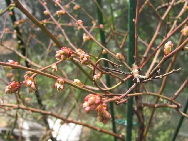 開花が近いのかな