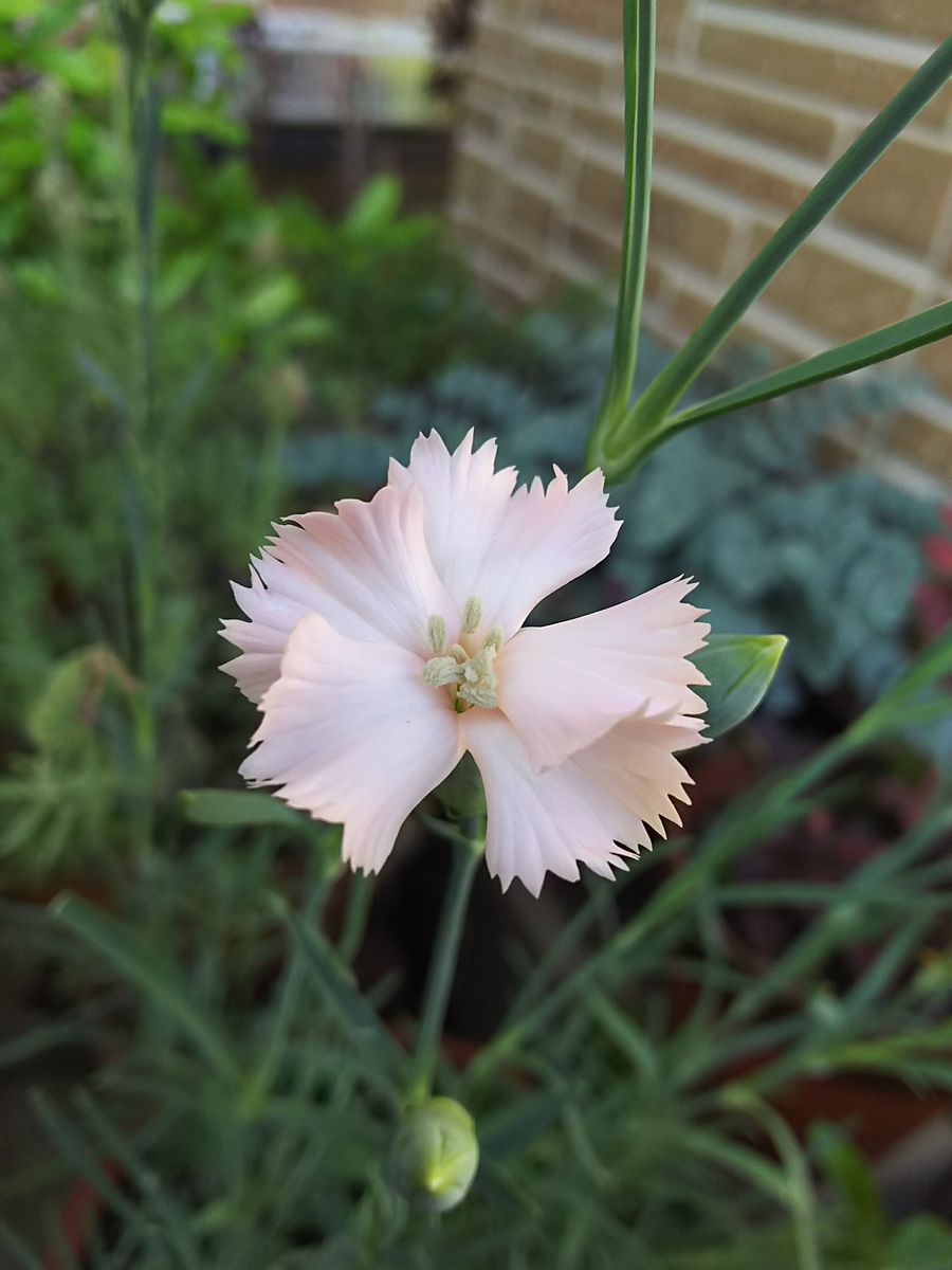 お庭の花たち