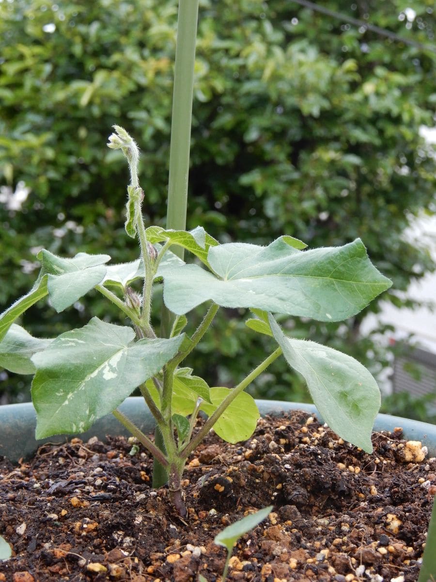 🌱　🌱　🌱　アサガオ　植えました