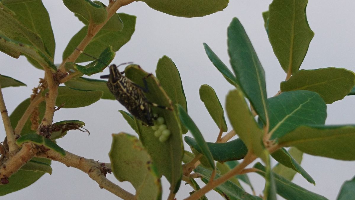 一寸の虫にも五分の魂