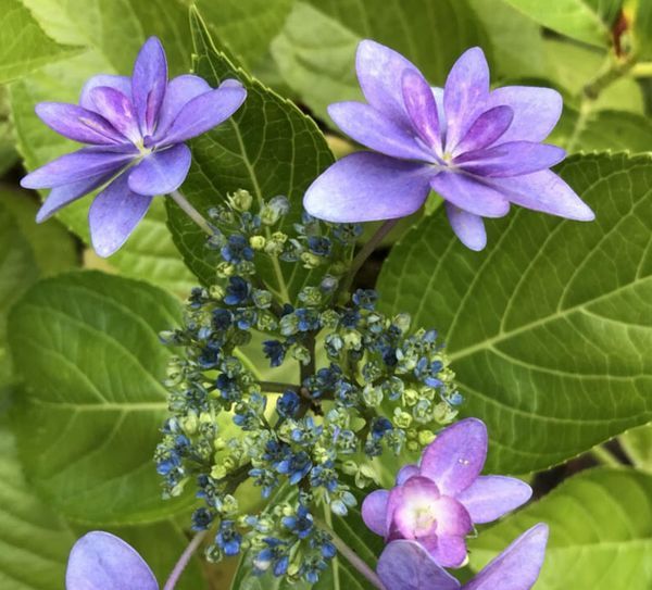 アジサイ開花の便り