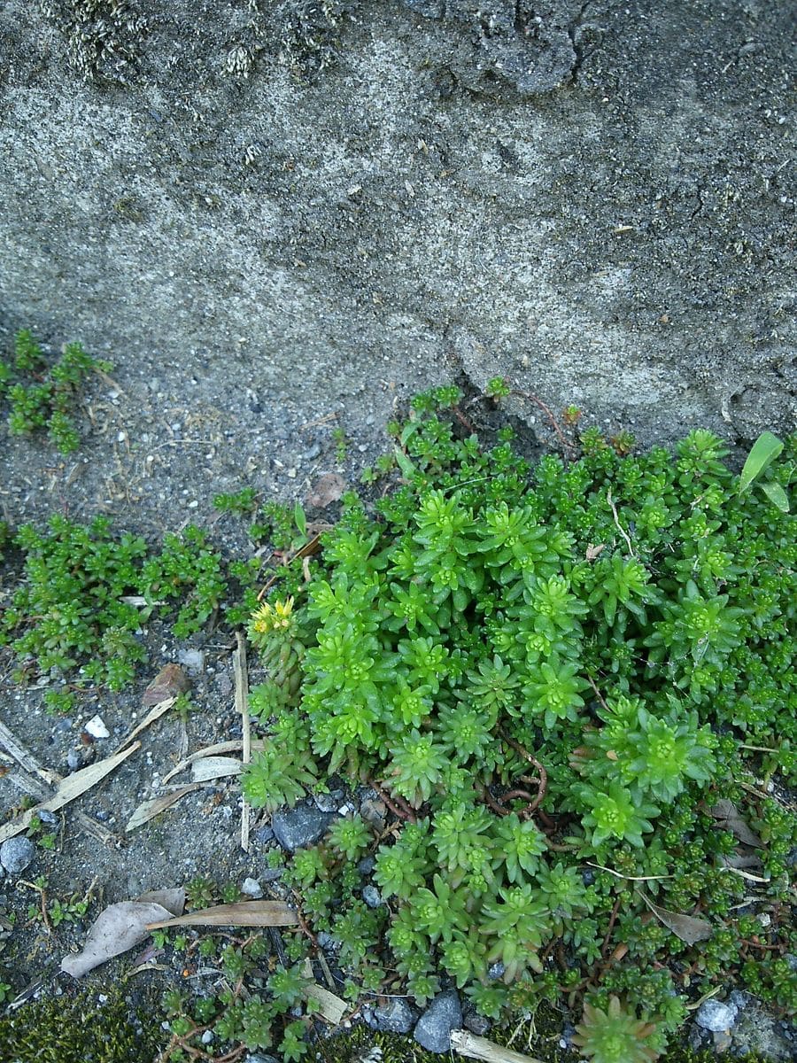 野良セダム収穫🌱