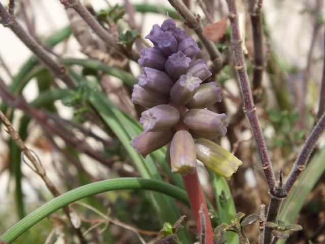 開花中のムスカリ。