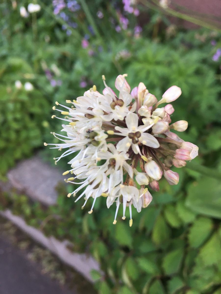 アイヌネギ (ギョウジャニンニク) 花