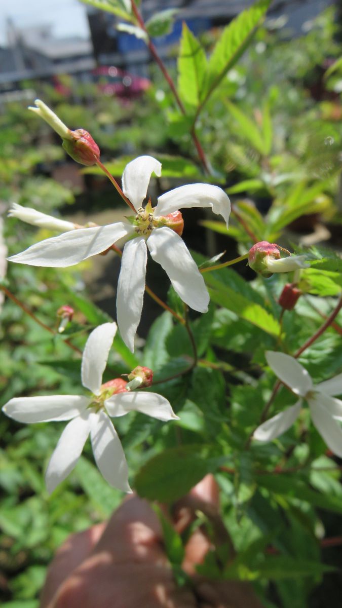 和テイスト山野草二種