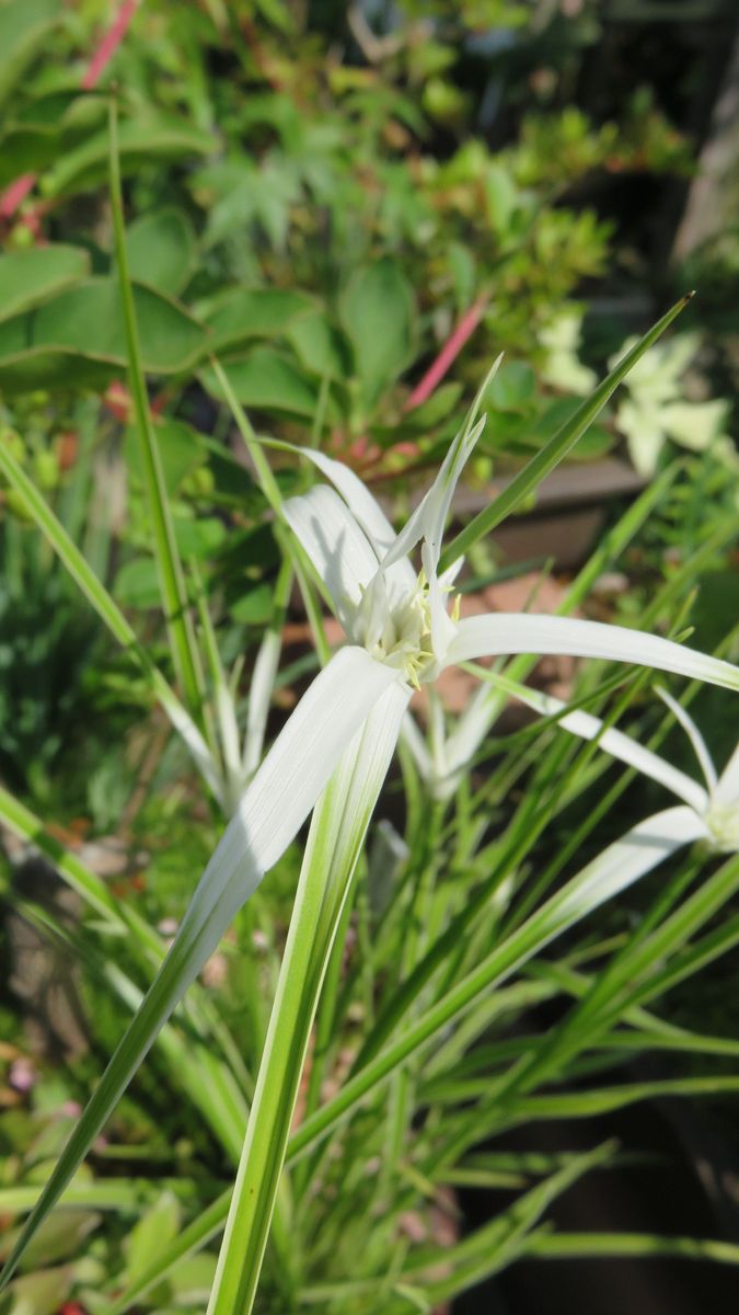 和テイスト山野草二種