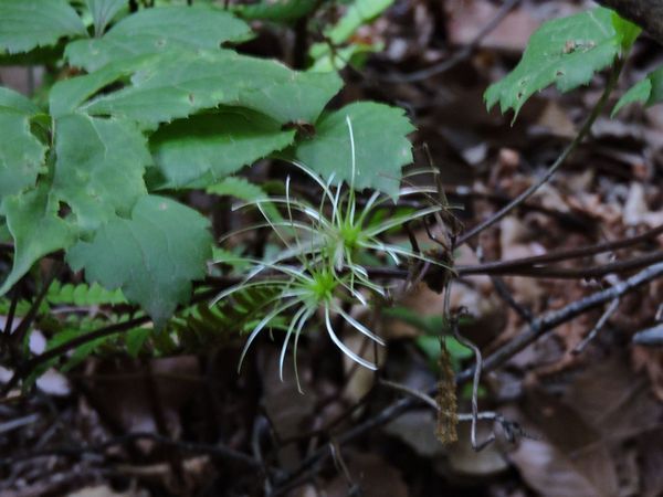 教えて花の名前