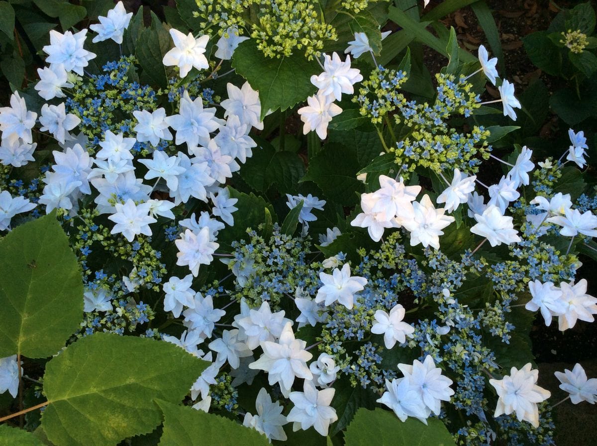 夜空に浮かぶ花火みたいね。