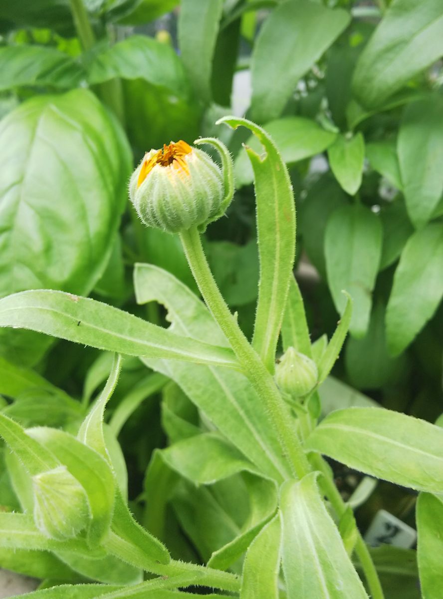 種こぼれ（金盞花）