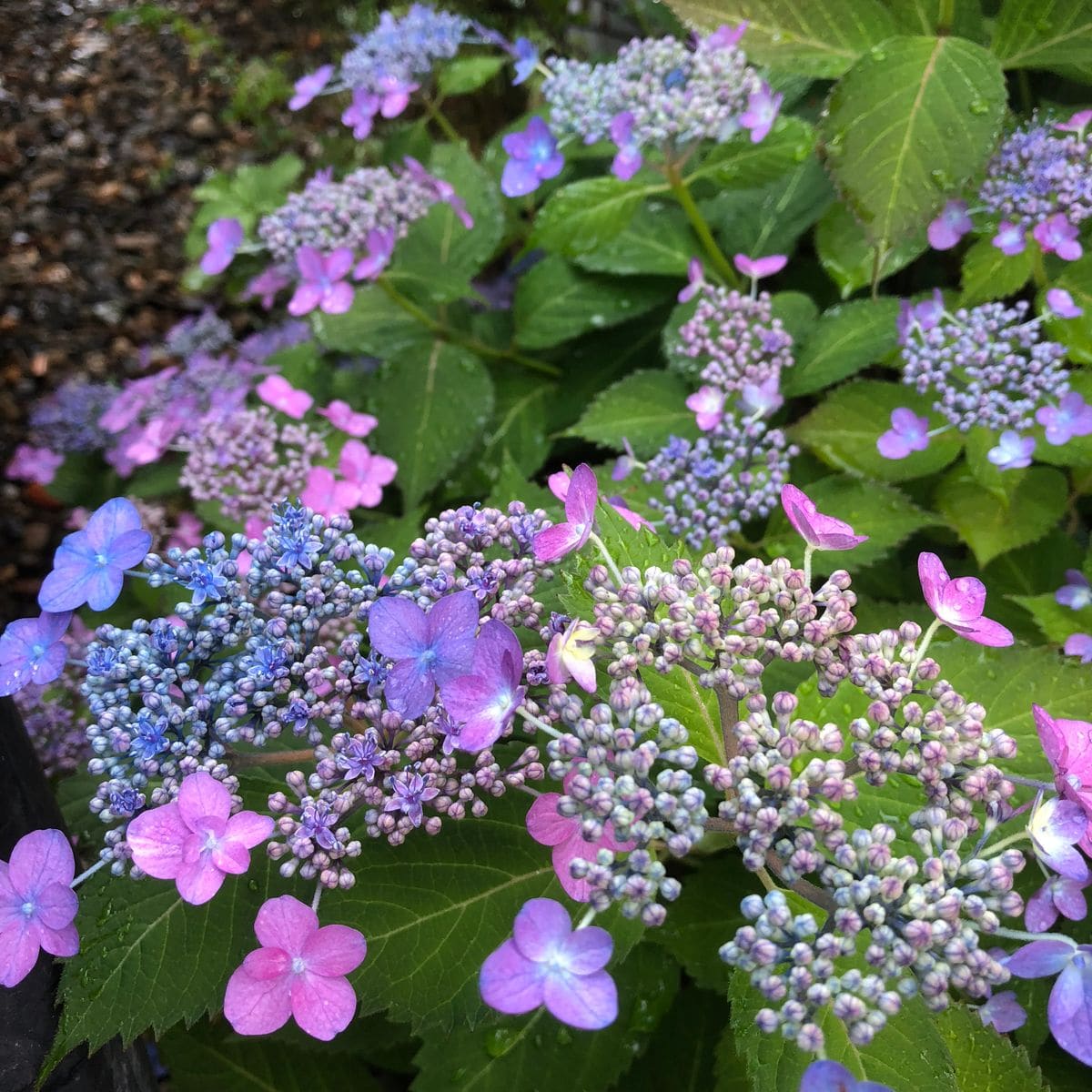 紫陽花が綺麗