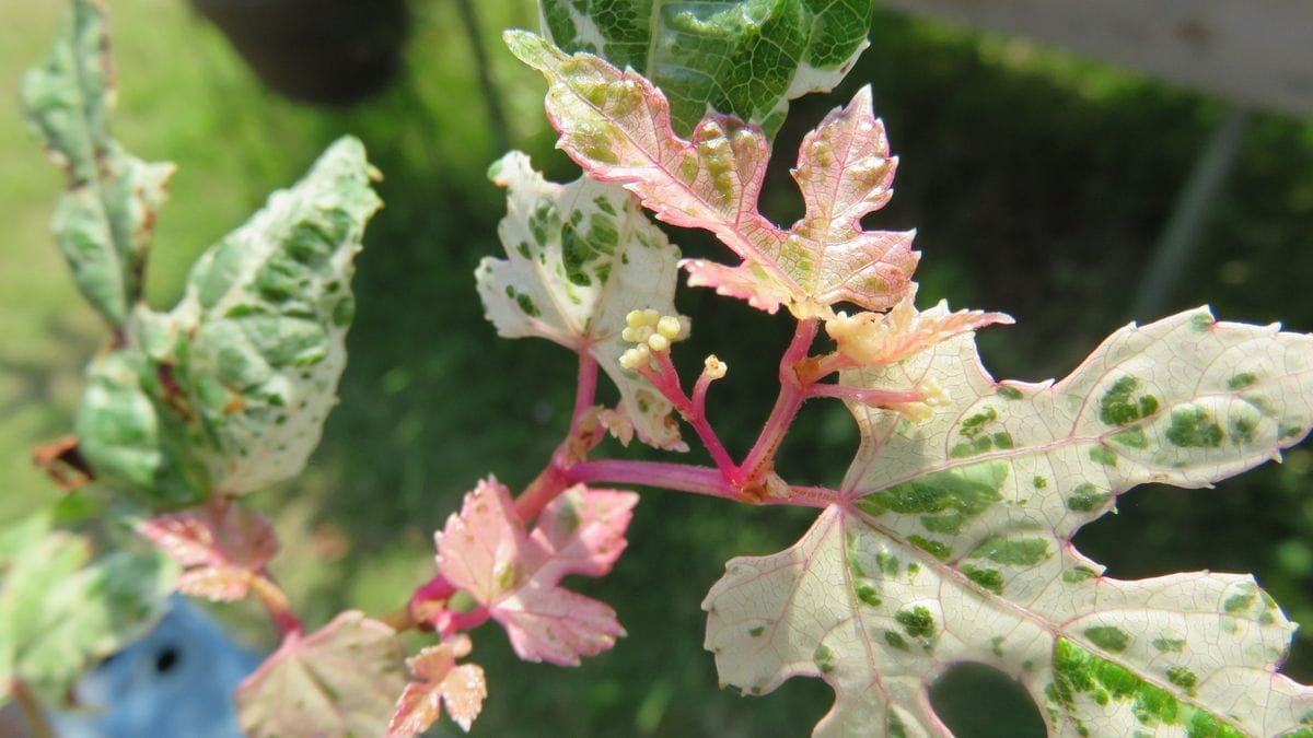 斑入り野ぶどうの蕾？？