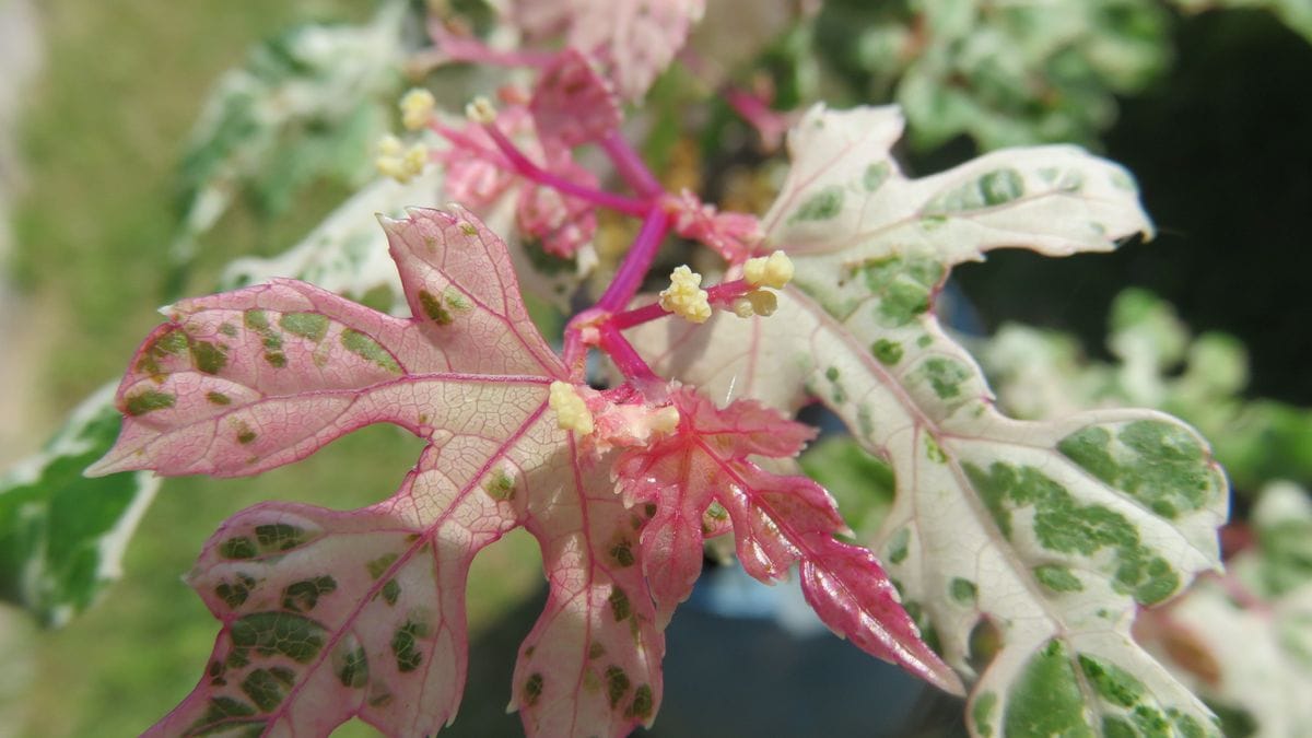 斑入り野ぶどうの蕾？？