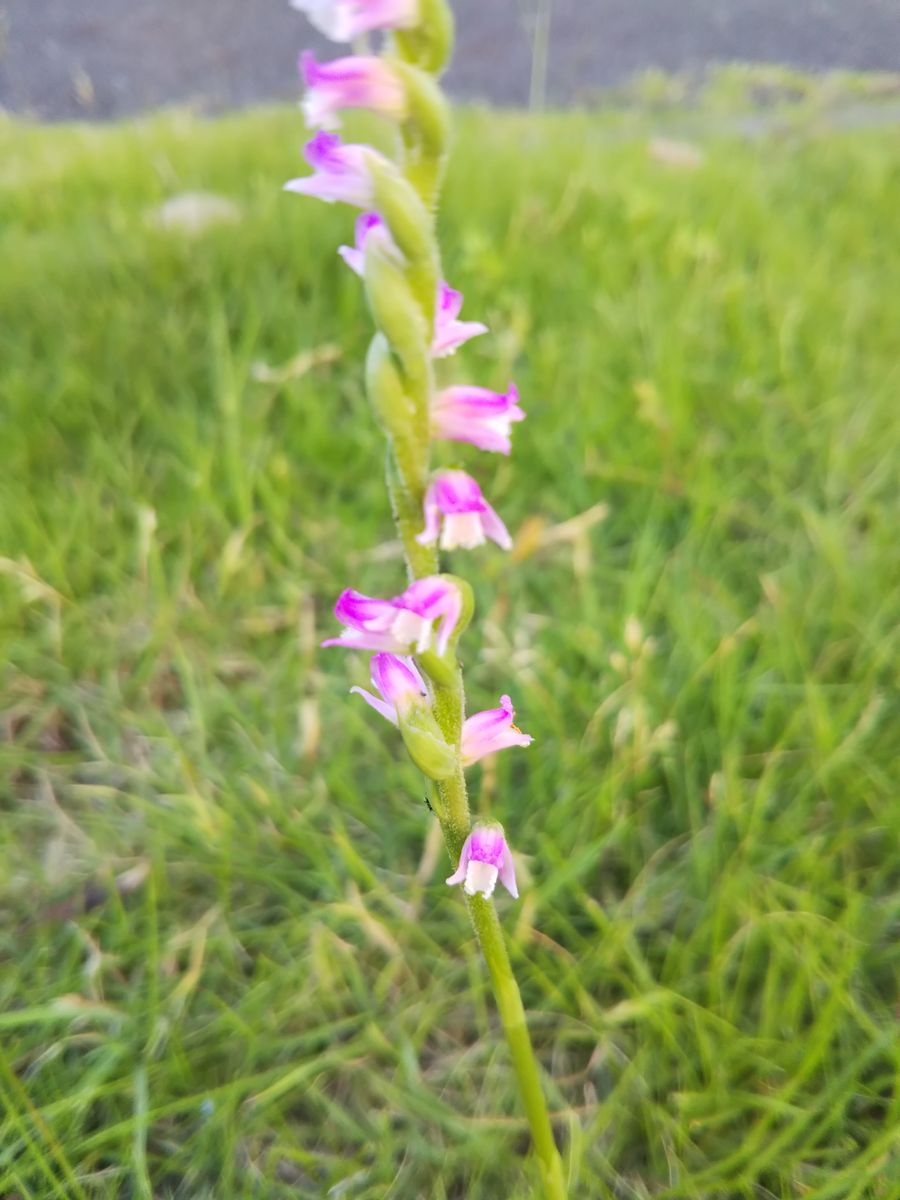 ネジバナ ～ ランだけど雑草