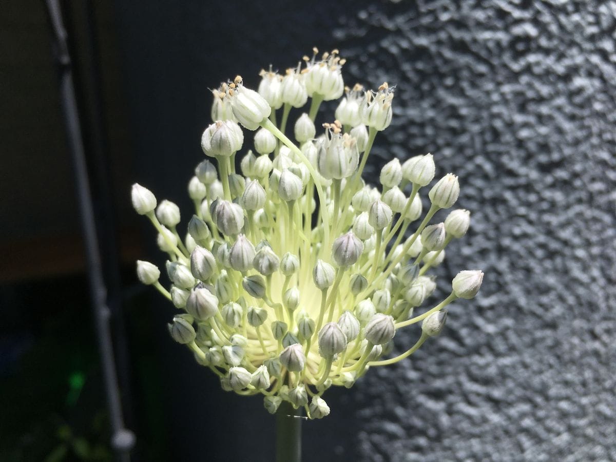 アリウム　だと思いますが。。