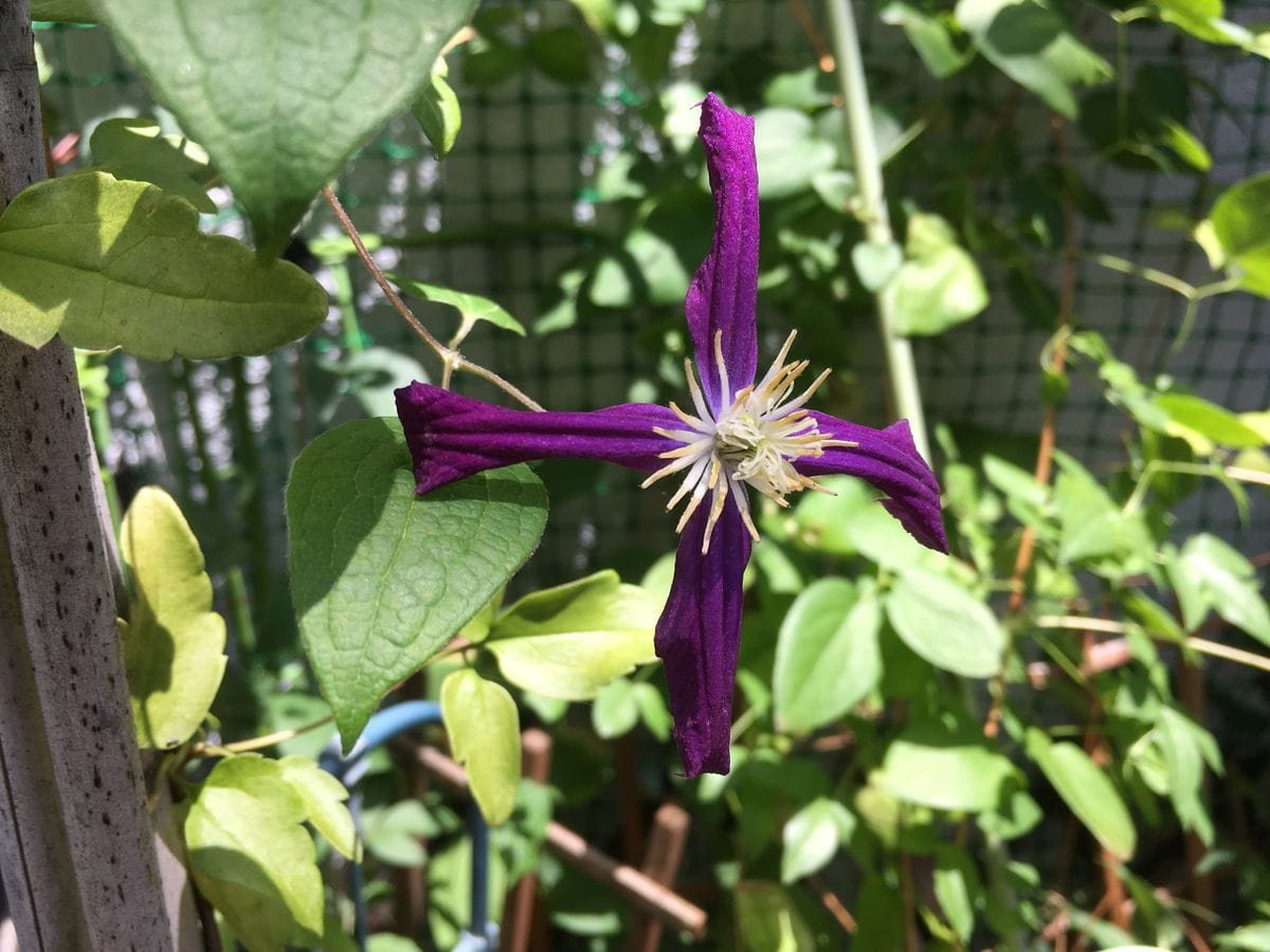 アリウム　だと思いますが。。