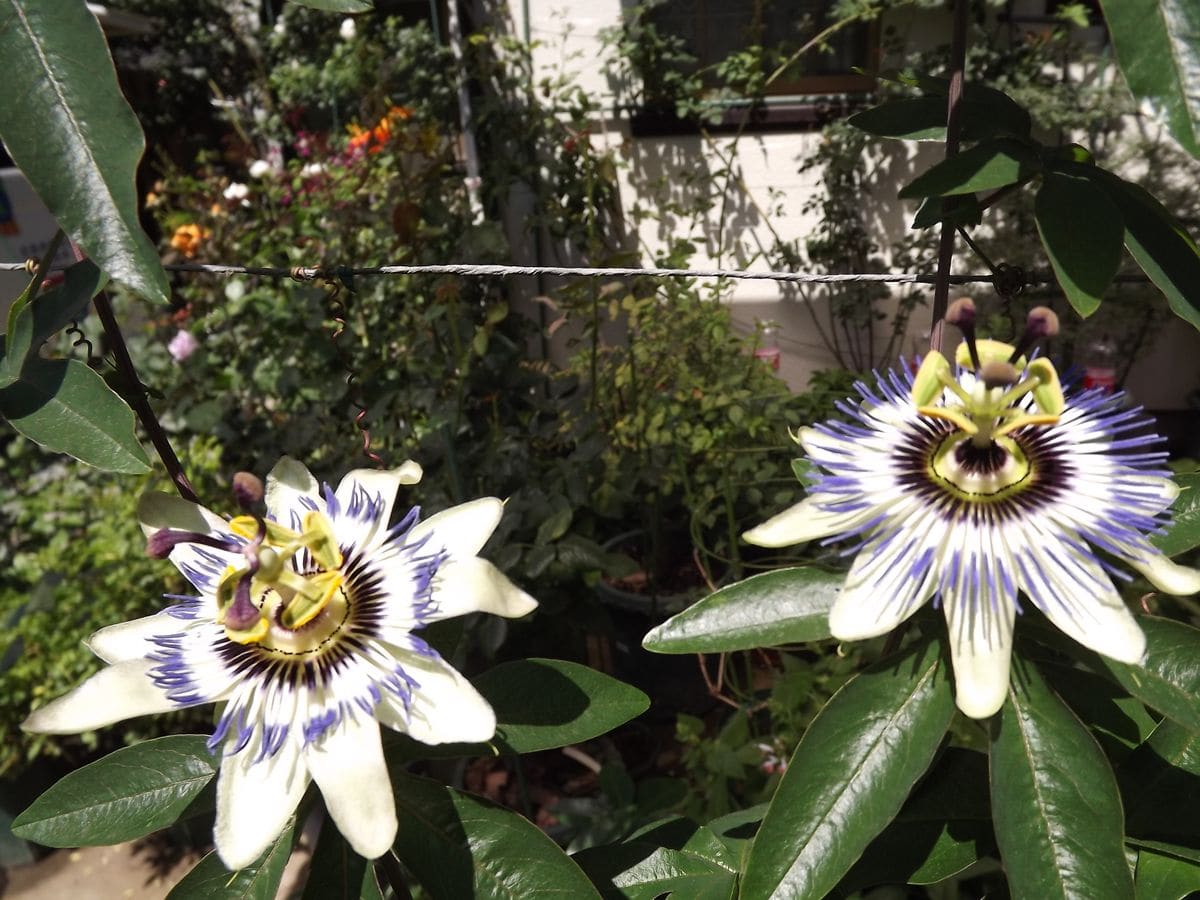 寄せ植え、時計草、花菖蒲♪