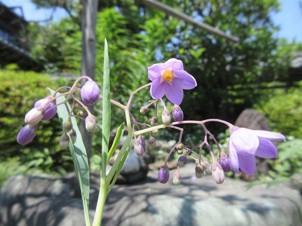 なんとか田植えも終わり　庭を見ると