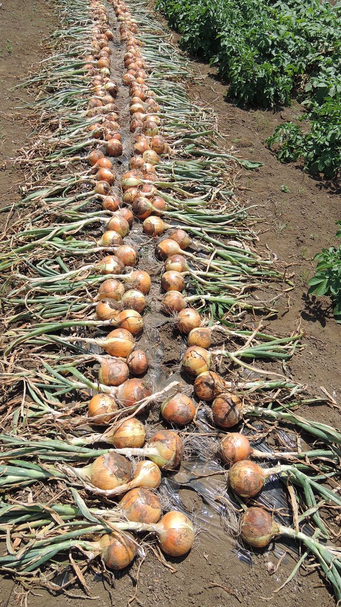 玉ねぎとジャンボニンニクの収穫