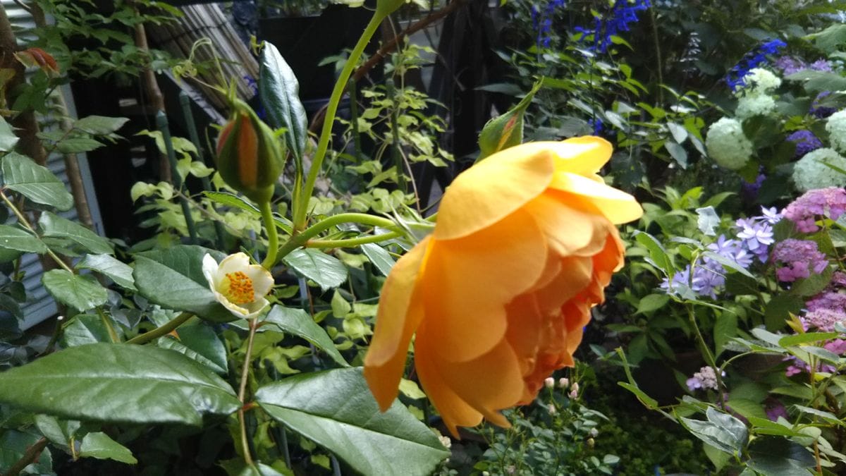 ６月の庭に咲く花💮🌫️その２