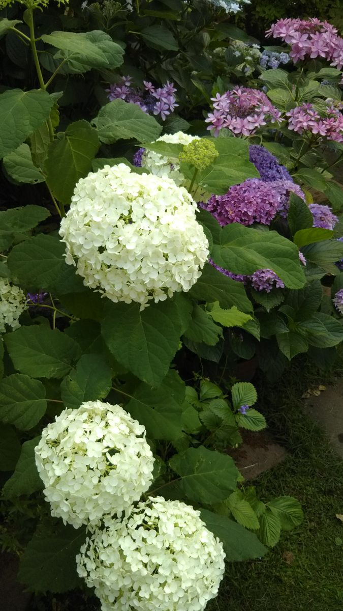 ６月の庭に咲く花💮🌫️その２