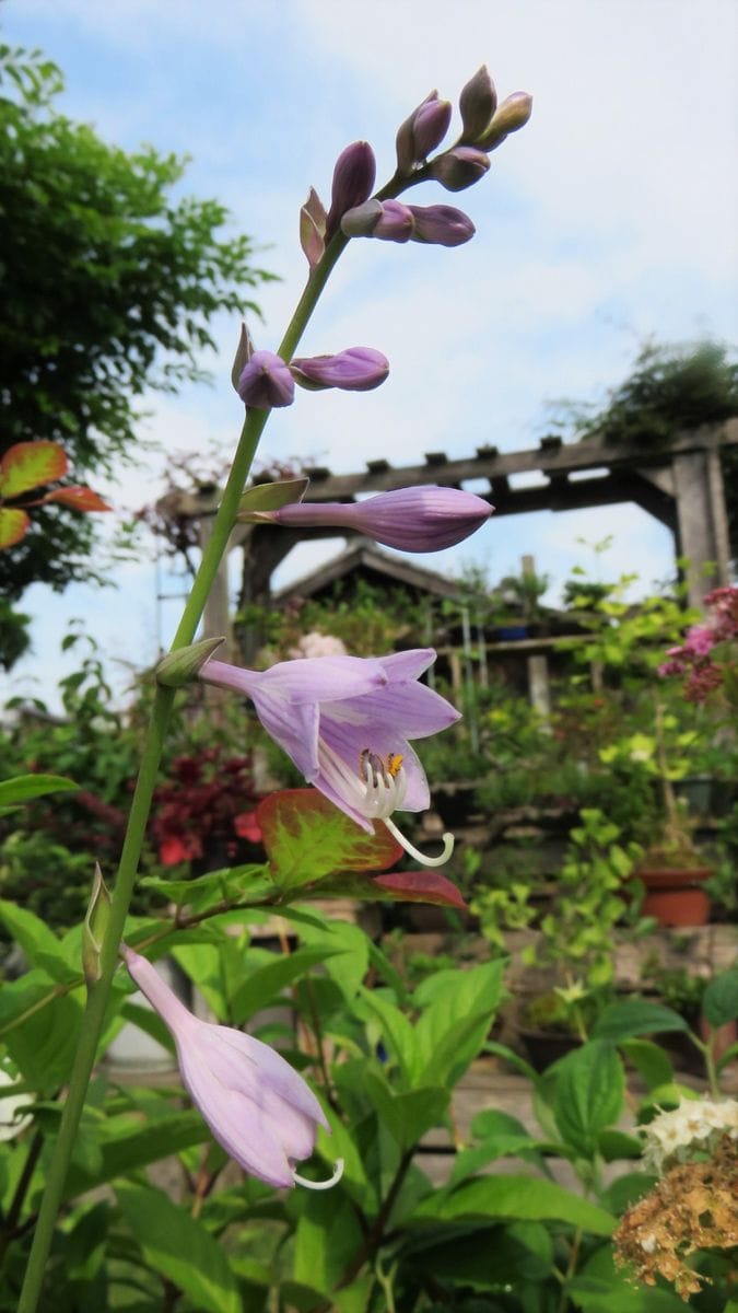 春の花は一段落～😊～