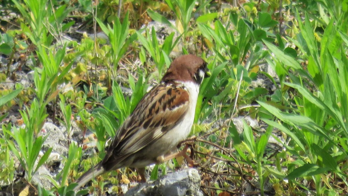 今朝見た野鳥3種