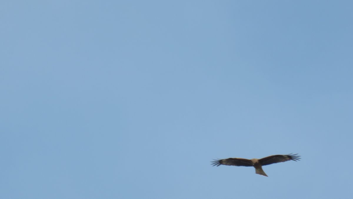 今朝見た野鳥3種