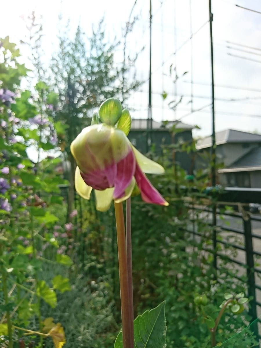 野に咲く草花のように