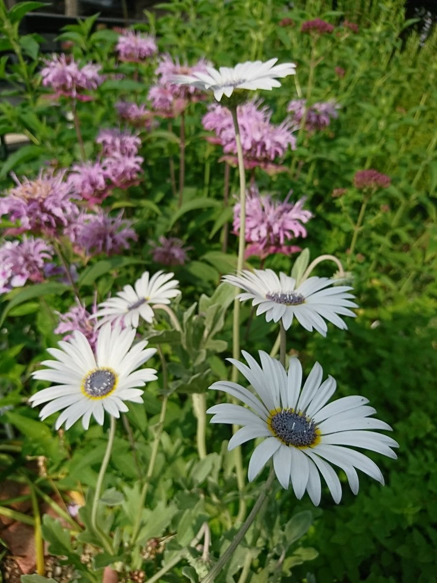 野に咲く草花のように