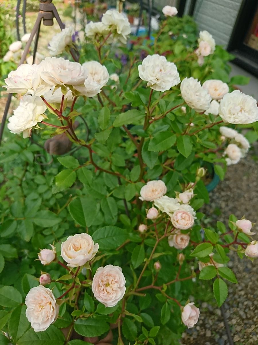 野に咲く草花のように