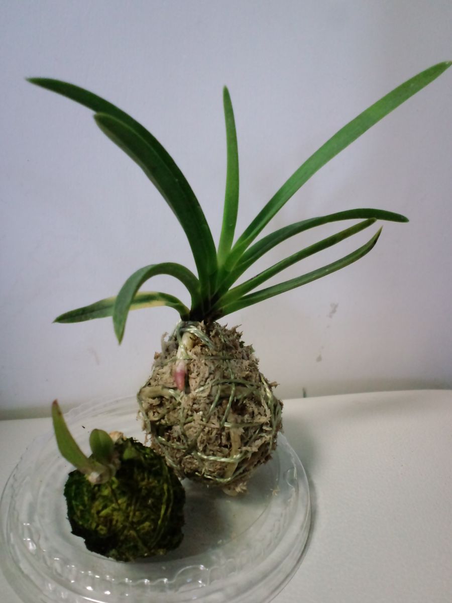 植木市で買った蘭