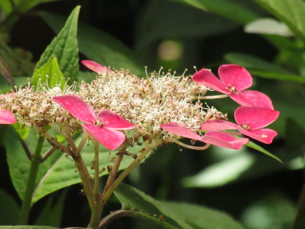 由愛(ゆめ)の花日記♪