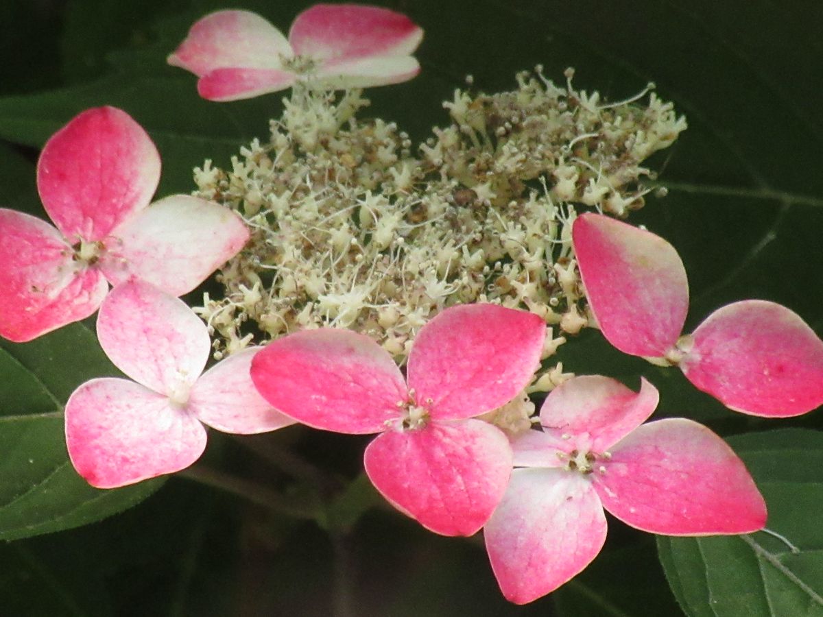 由愛(ゆめ)の花日記♪