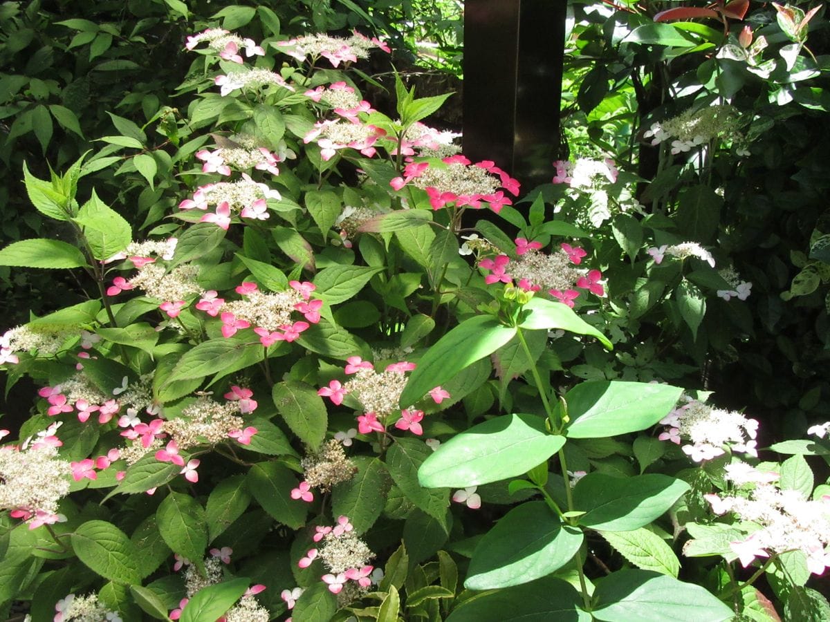 由愛(ゆめ)の花日記♪