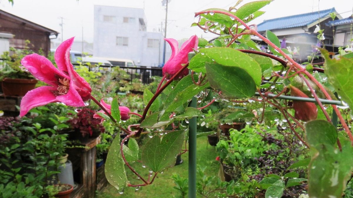 雨の日も　外で写真撮る　馬鹿親父😊～1