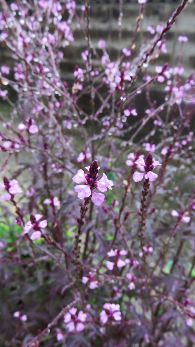 雨の日も　外で写真撮る　馬鹿親父😊～2