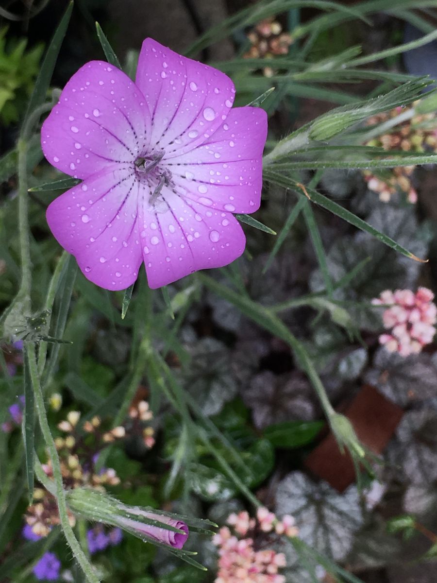 美しきアグロステンマの花