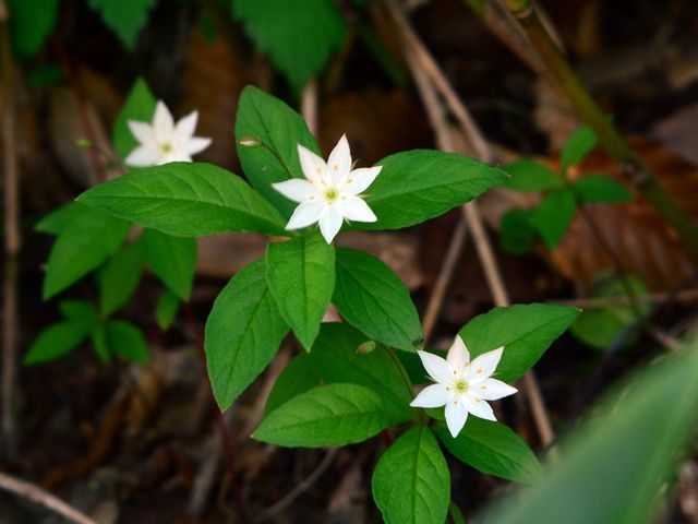 今日の花　高原の小さな花