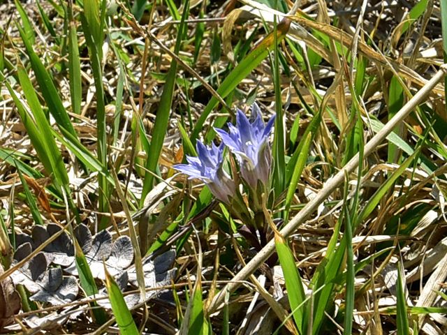 今日の花　高原の小さな花