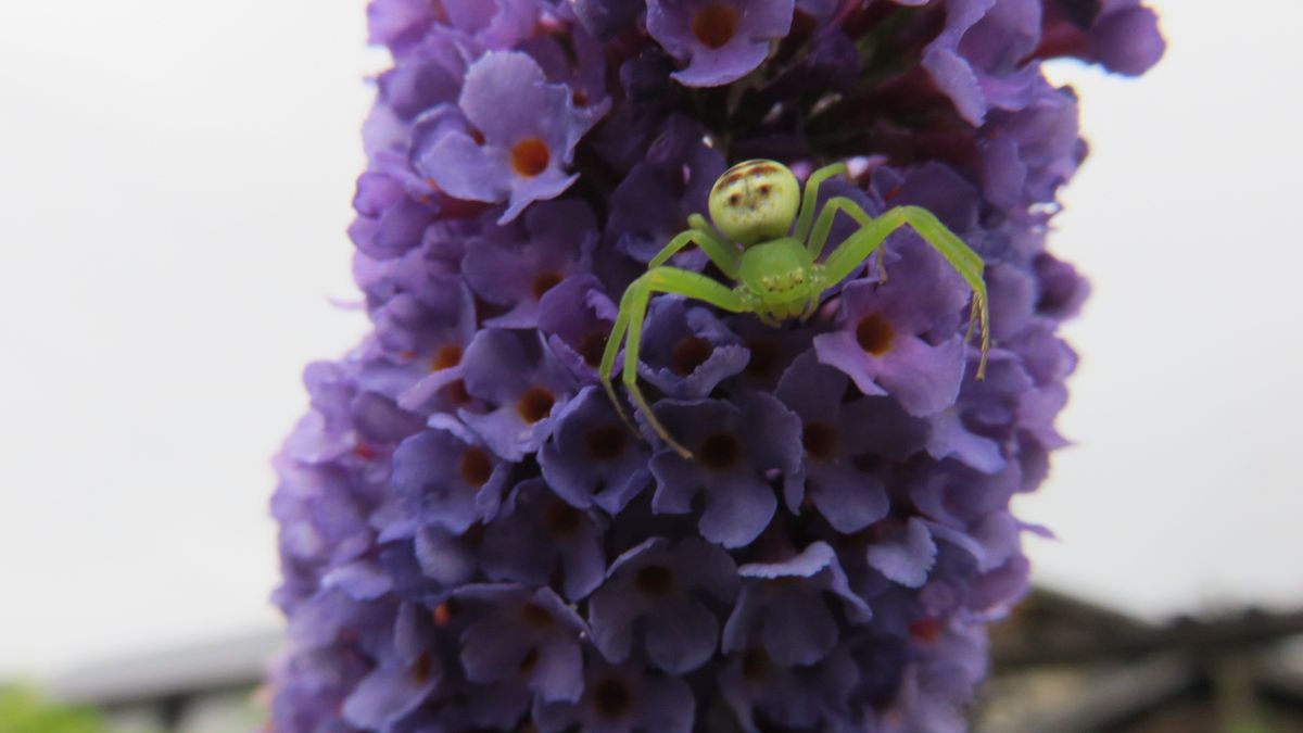 ブットレアの花に妙な模様の蜘蛛❓