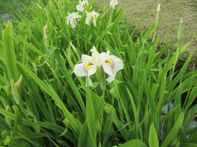 永沢寺花しょうぶ園