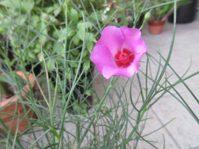 お利口さんのお花達