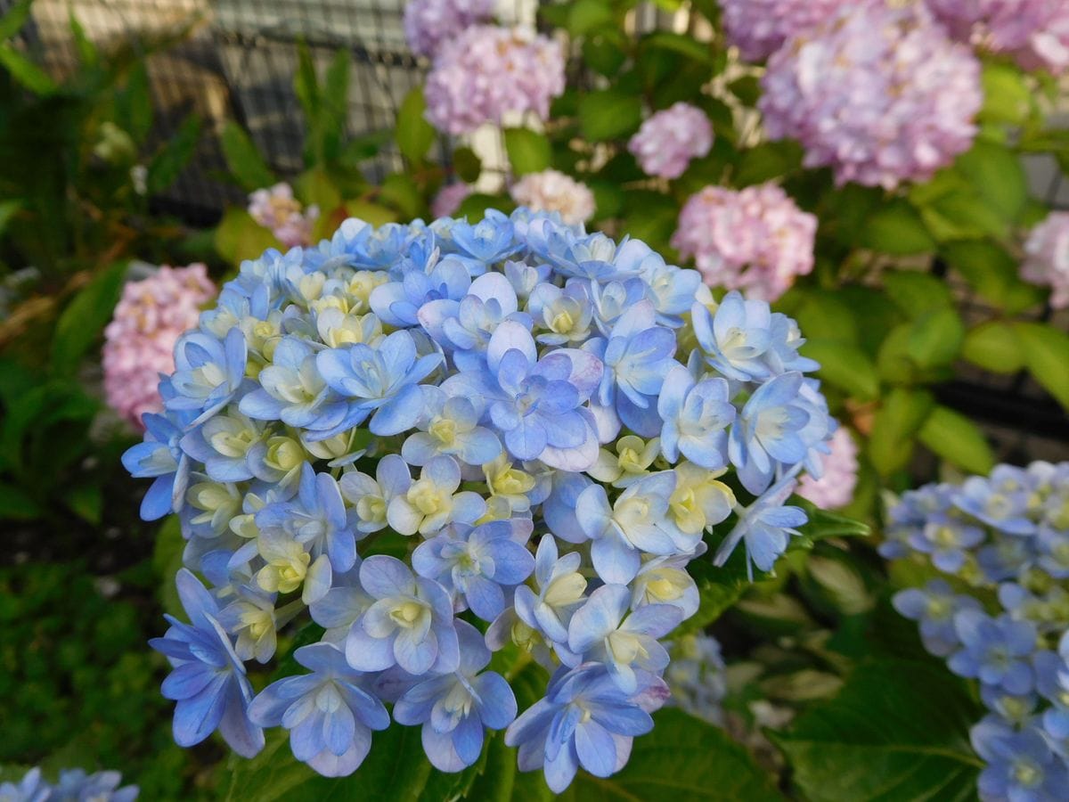 紫陽花とバラ