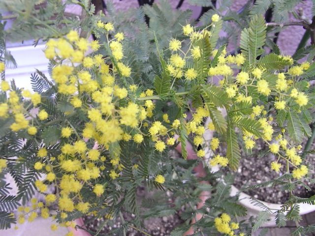 ビタミンカラーの花