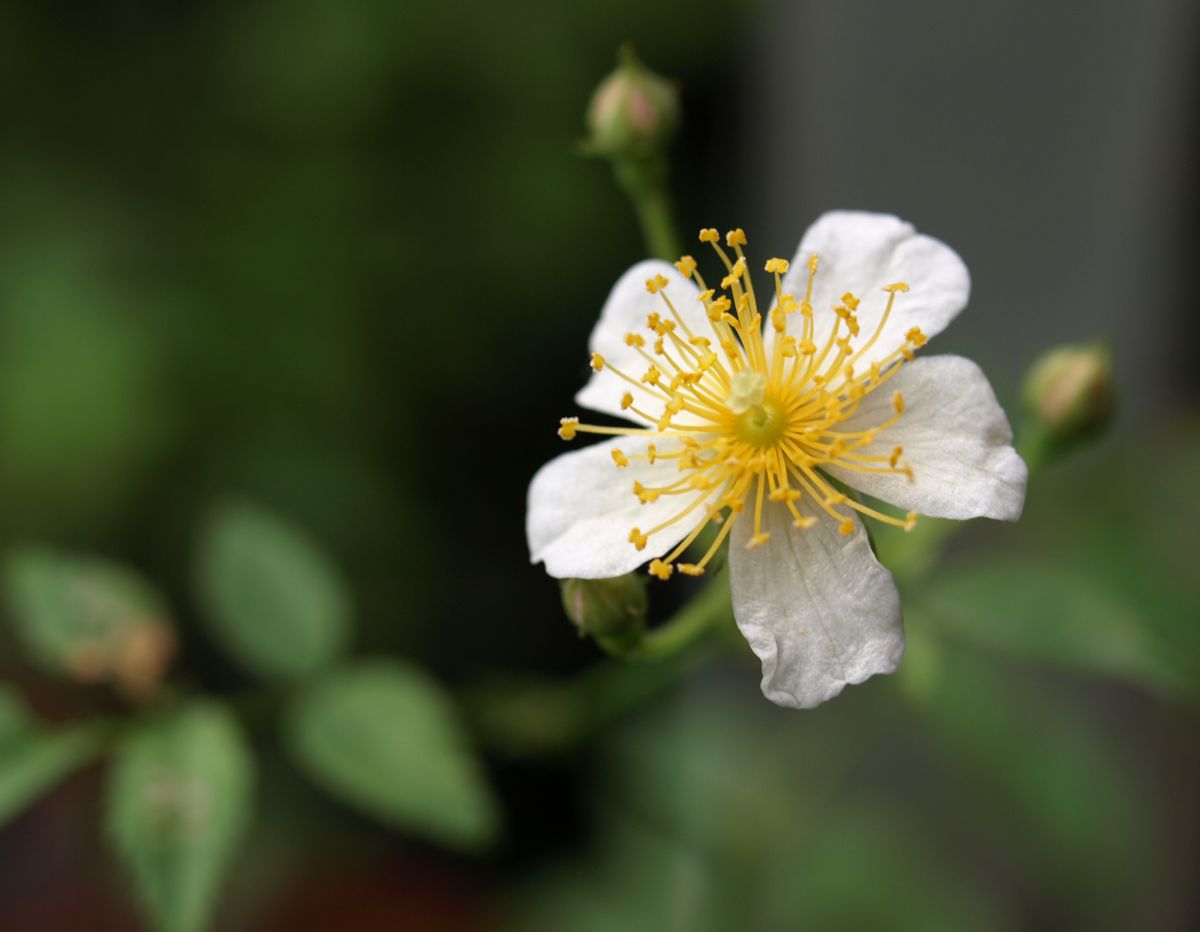 小さな実生薔薇