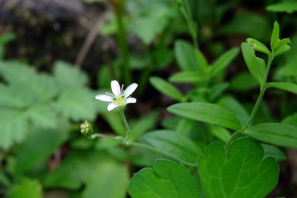 みんな悩んで大きくなった ～直売所も大事だし、植物園も。忙しい一日になりそうだ～