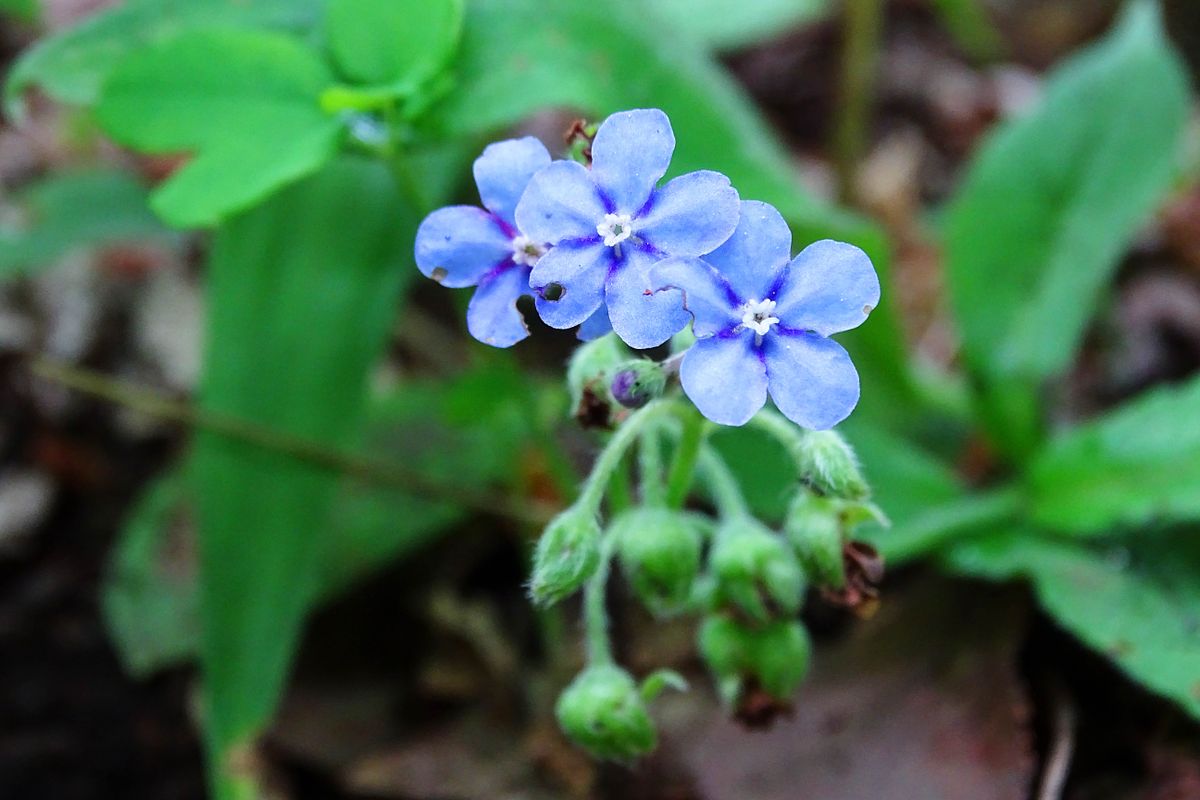 みんな悩んで大きくなった ～直売所も大事だし、植物園も。忙しい一日になりそうだ～