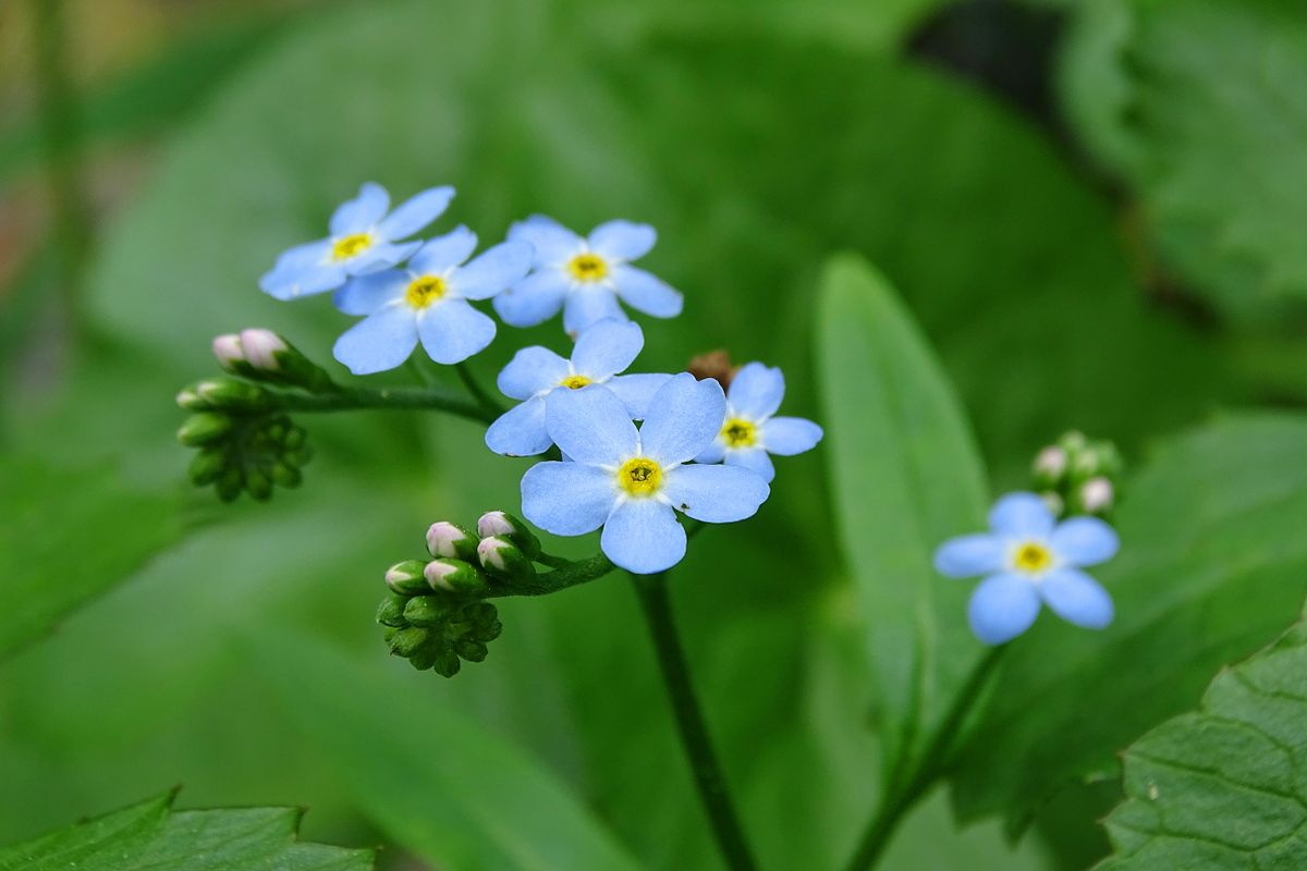 みんな悩んで大きくなった ～直売所も大事だし、植物園も。忙しい一日になりそうだ～