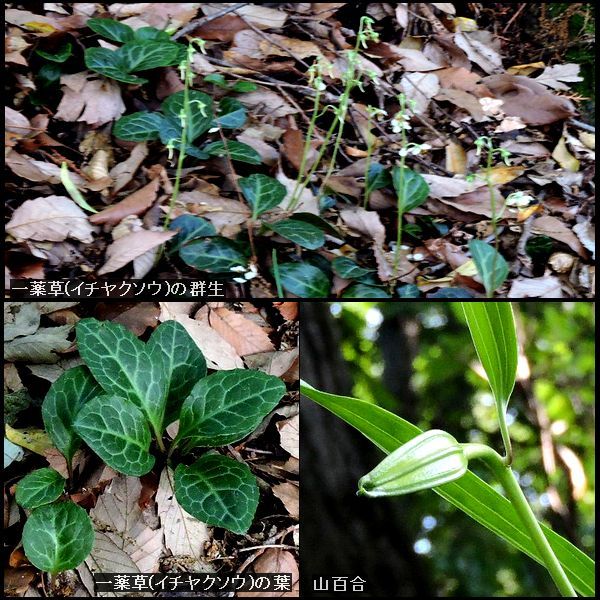 武蔵野の花鳥風月。ウォーキングMS⑥122日目(1947日)