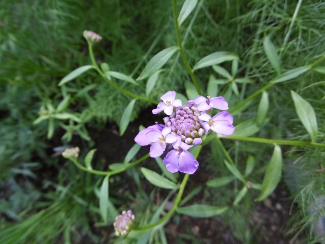 ドライフラワーにもなりそうな藤色の花